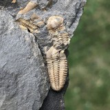 Litavkaspis rejkovicensis